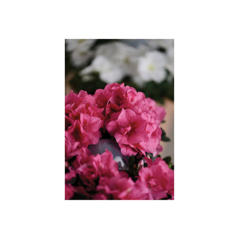 Grouw selvvandingskugler (2 stk.)